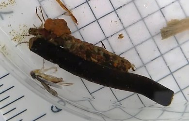 Caddisfly