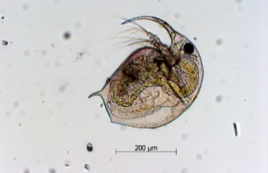 Bosmina, a type of zooplankton from Loch Leven